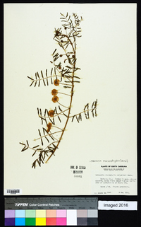 Mimosa microphylla image