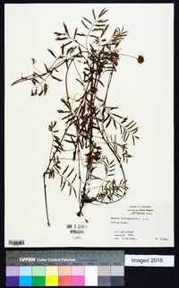 Mimosa strigillosa image