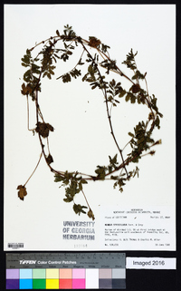 Mimosa strigillosa image
