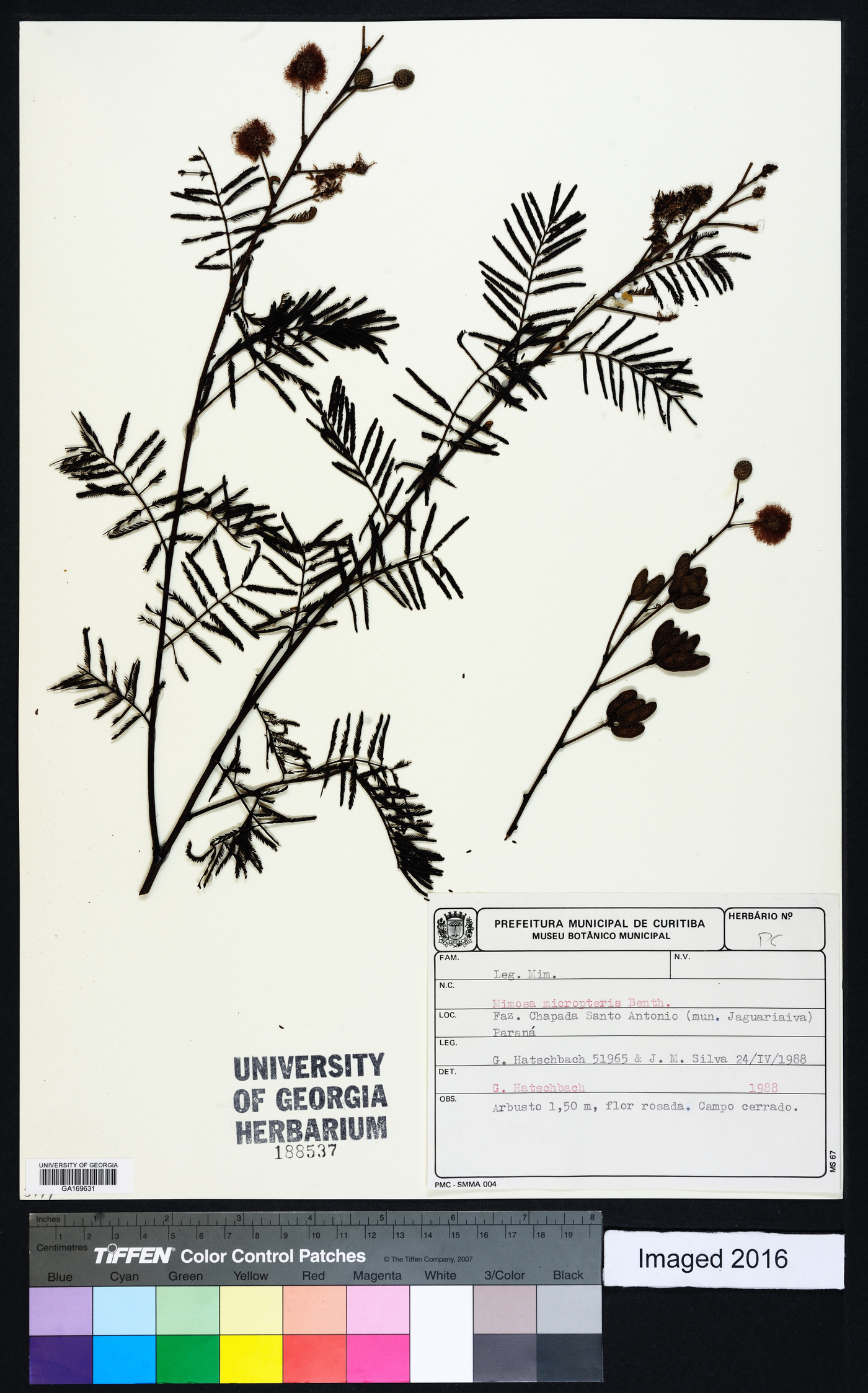 Mimosa micropteris image