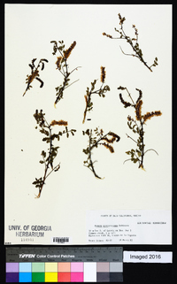 Mimosa purpurascens image