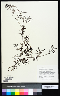 Neptunia pubescens image