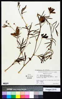 Neptunia pubescens var. pubescens image