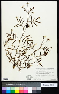 Neptunia pubescens image