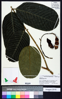 Ormosia krugii image