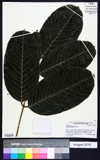 Ormosia krugii image