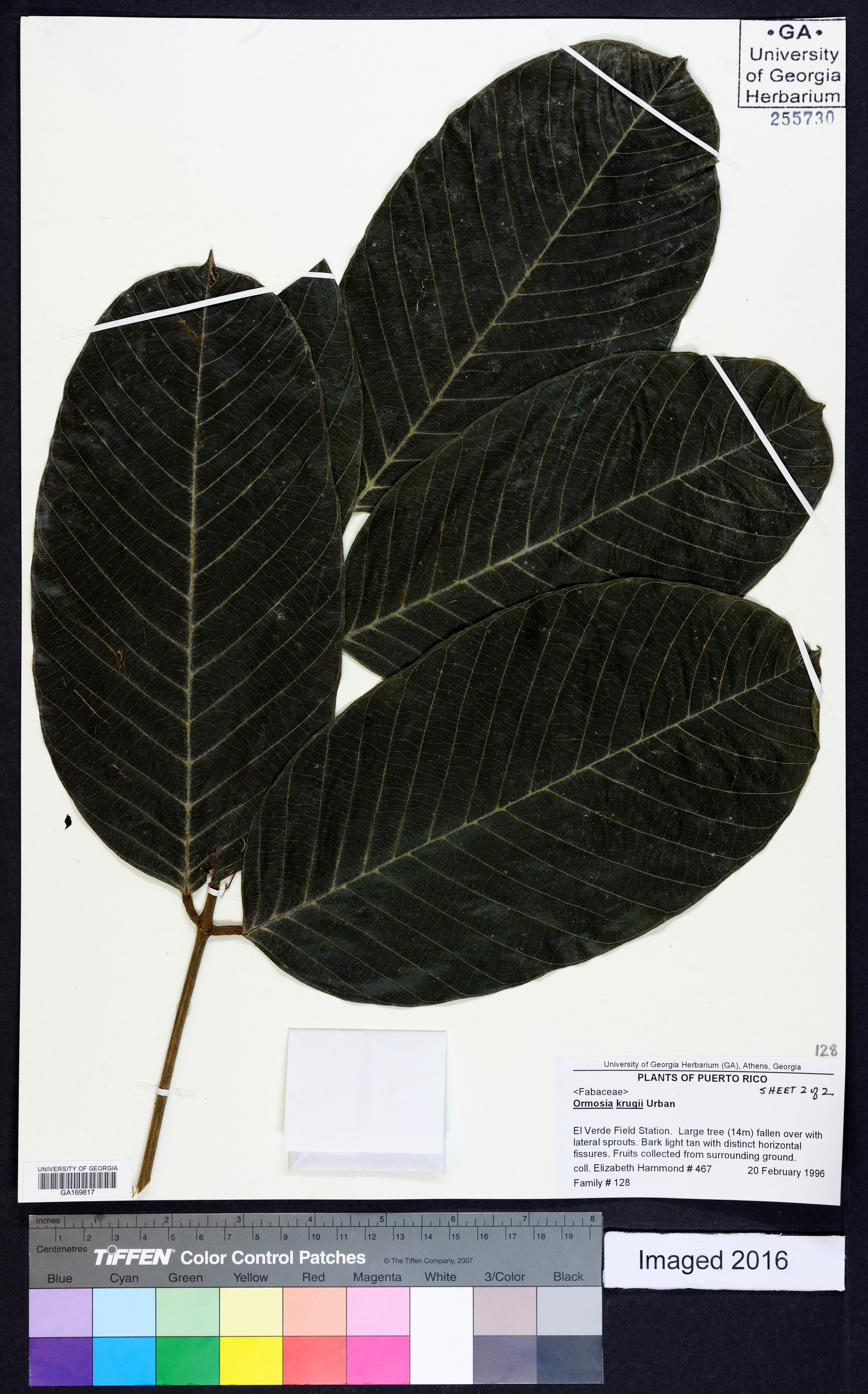 Ormosia krugii image