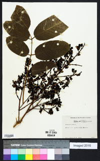 Ormosia krugii image