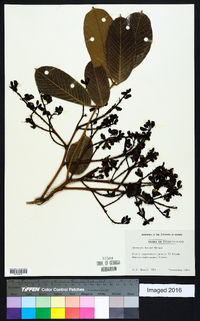 Ormosia krugii image