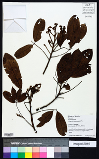 Ormosia panamensis image