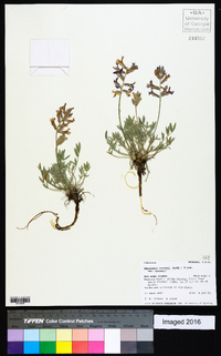 Oxytropis besseyi image