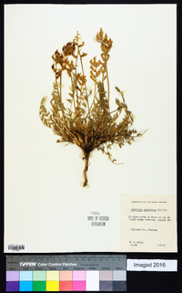 Oxytropis campestris image