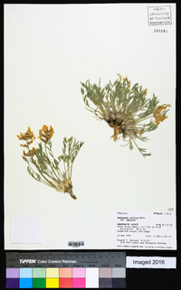 Oxytropis sericea var. sericea image