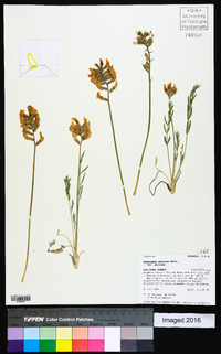 Oxytropis sericea image