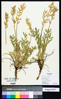 Oxytropis sericea image