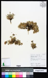 Oxytropis oreophila var. juniperina image
