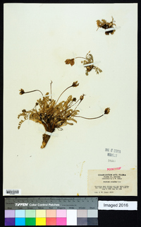 Oxytropis oreophila image