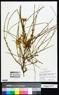 Parkinsonia aculeata image