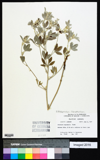 Pediomelum argophyllum image