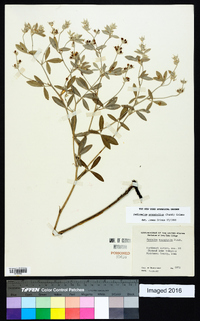 Pediomelum argophyllum image