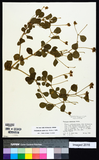 Pediomelum canescens image