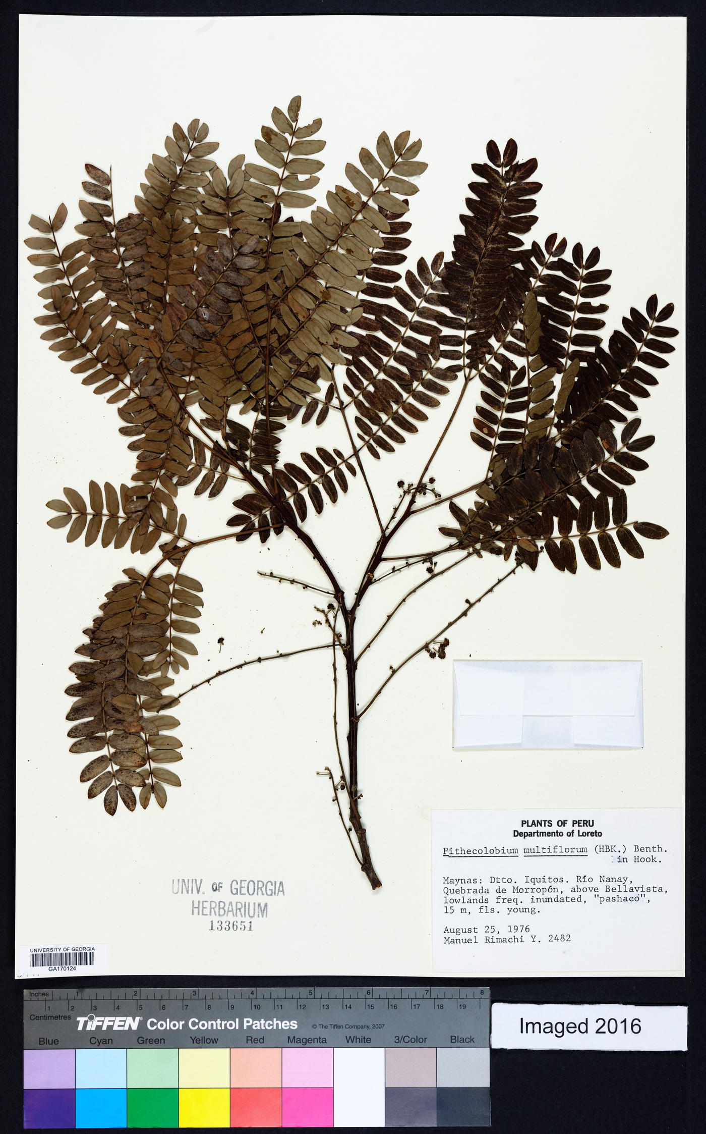 Albizia multiflora var. multiflora image