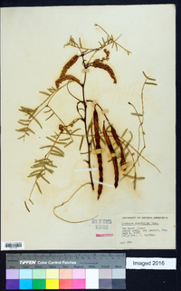 Prosopis glandulosa image