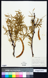 Prosopis glandulosa image