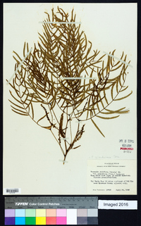 Prosopis glandulosa image