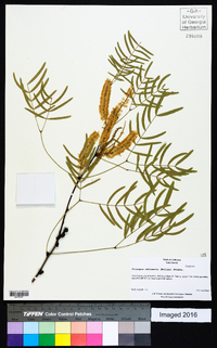 Prosopis chilensis image