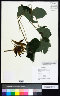 Pueraria montana image