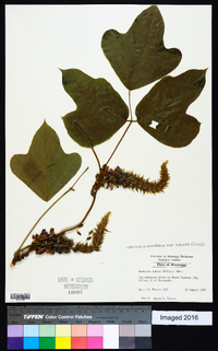 Pueraria montana image