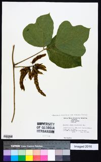 Pueraria montana var. lobata image