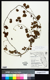 Rhynchosia cinerea image