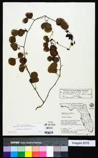 Rhynchosia cinerea image