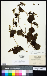 Rhynchosia latifolia image