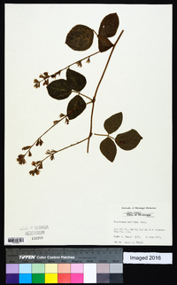 Rhynchosia latifolia image