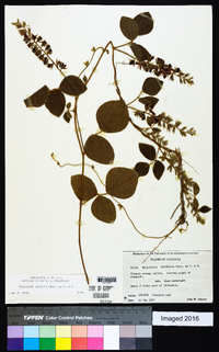 Rhynchosia latifolia image