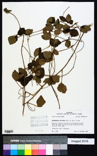 Rhynchosia latifolia image