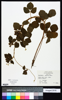 Rhynchosia latifolia image