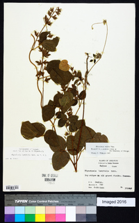 Rhynchosia latifolia image