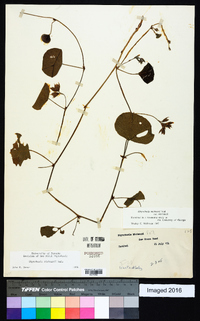 Rhynchosia michauxii image