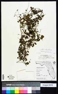 Rhynchosia minima var. minima image
