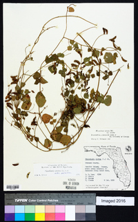 Rhynchosia minima var. minima image