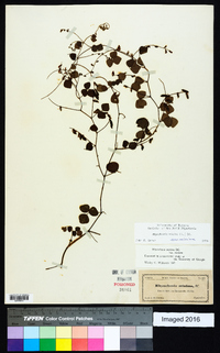 Rhynchosia minima var. minima image