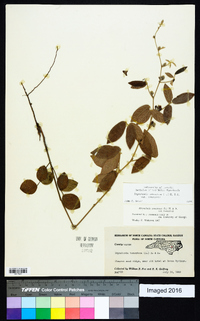 Rhynchosia tomentosa var. tomentosa image