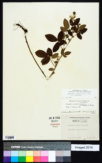Rhynchosia tomentosa image