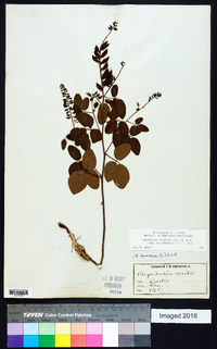 Rhynchosia tomentosa var. mollissima image