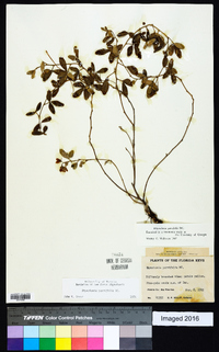 Rhynchosia parvifolia image