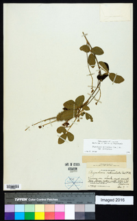 Rhynchosia reticulata image